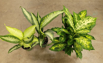 Dieffenbachia Assortment